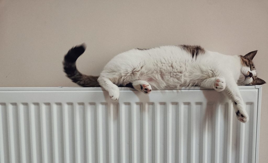 cat on the radiator